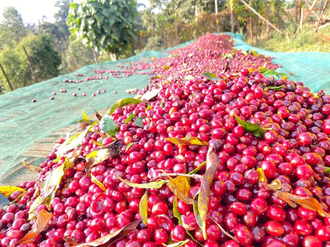 Coffee Processing