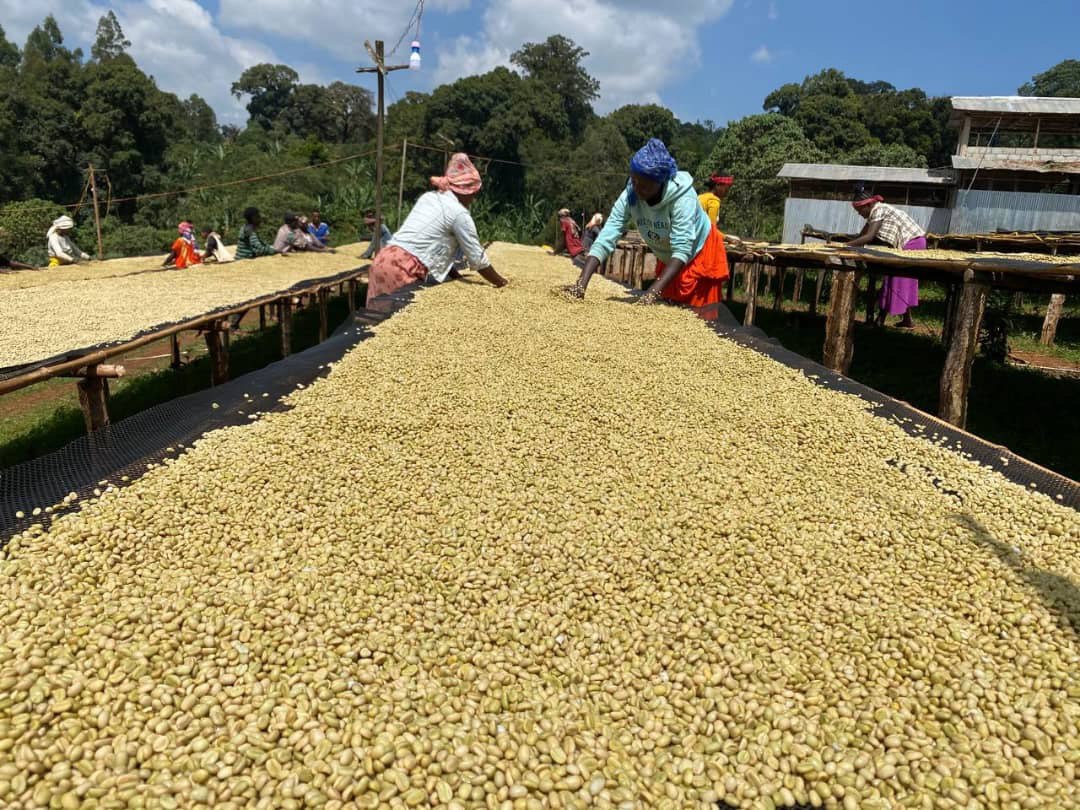 Washed Processed Coffee Beans